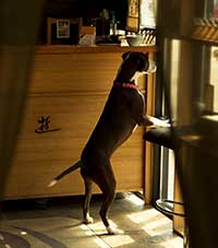 waggin welcome