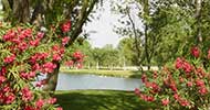 silver saddle ranch lots for sale