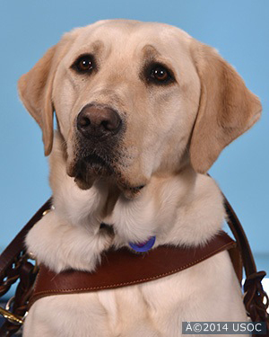 Guide dog - Aziza Umstead